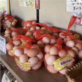 産みたて卵販売中